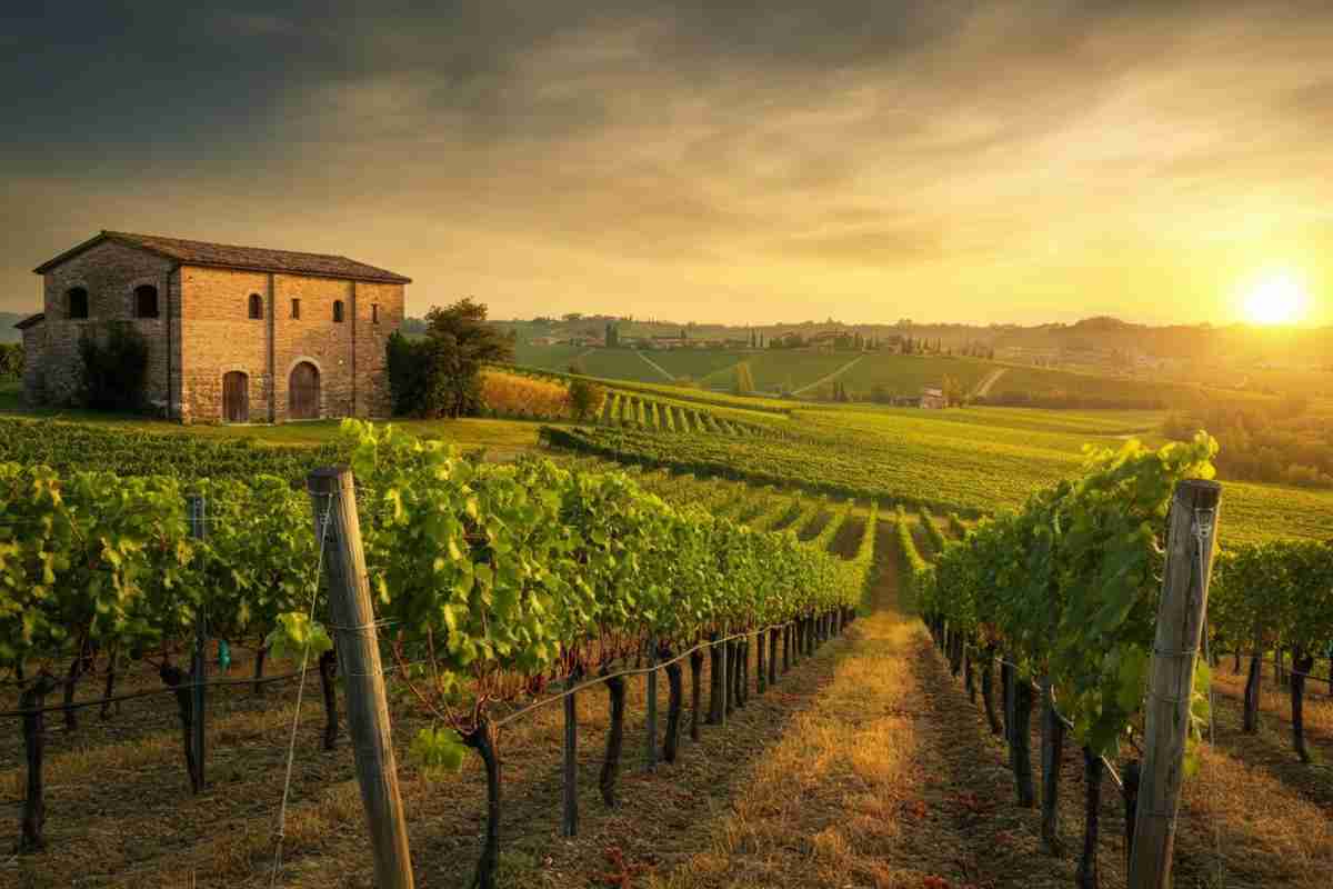 Cinquanta anni di Amarone: la Doc Valpolicella celebra un traguardo imperdibile