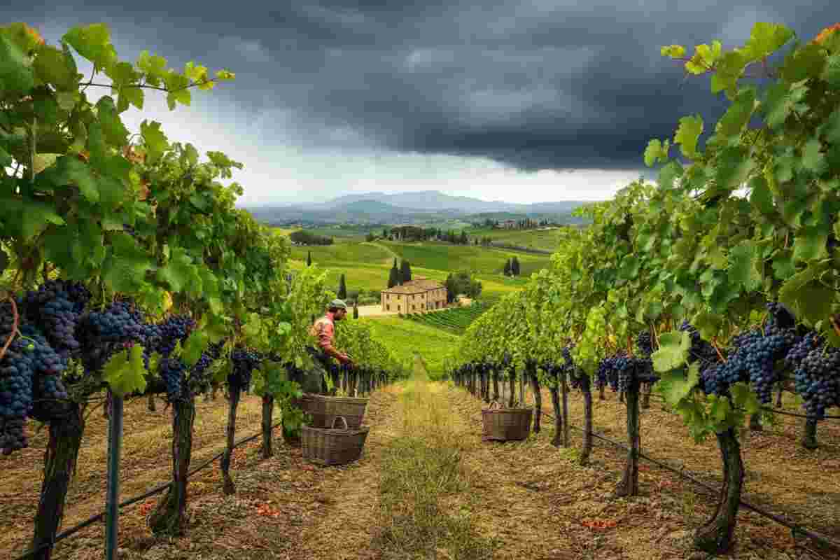 Coldiretti: vendite di vino all'estero in crescita, ma la pioggia frena la vendemmia dei rossi