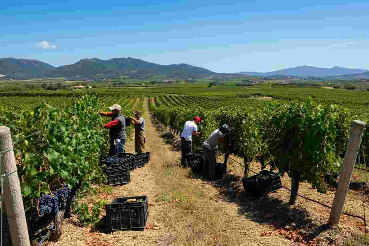 Contini 1898 festeggia l'inizio della 127ª vendemmia con nuove sorprese