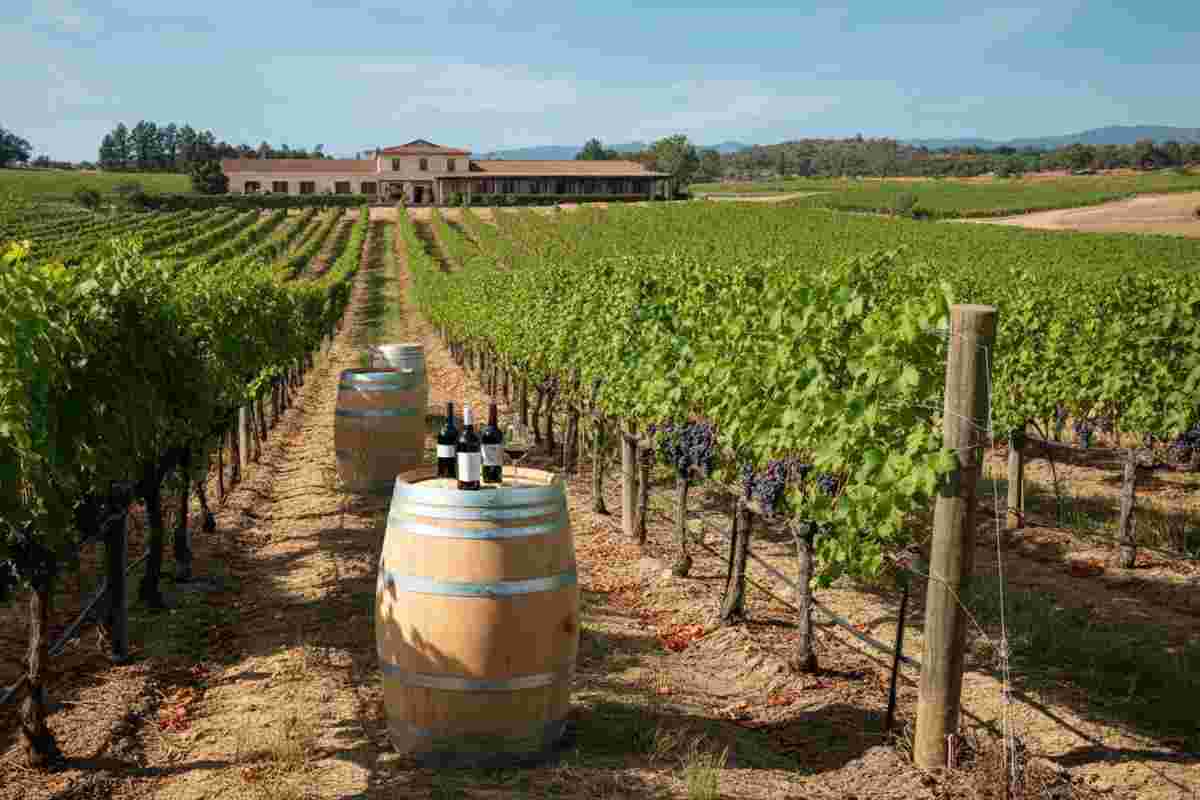 Controlli intensificati: cosa sta succedendo in casa Vinnatur?