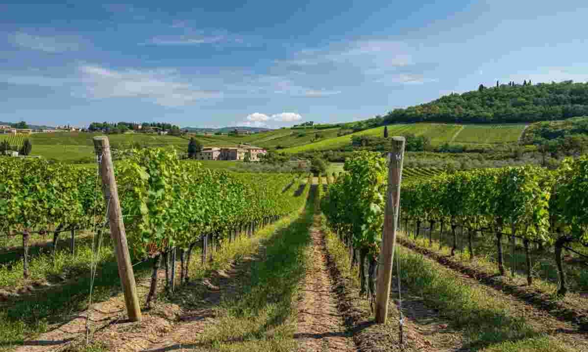 Crisi del vino e dazi USA: la biodiversità dei Colli Euganei in pericolo