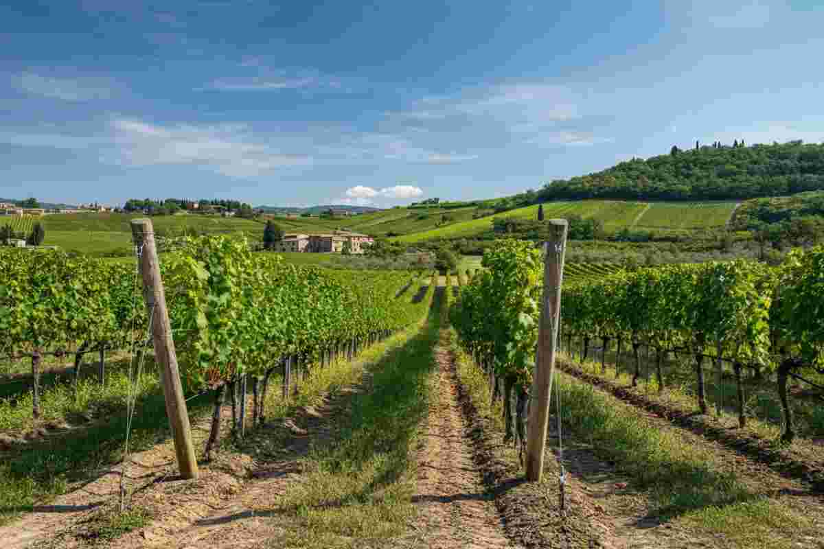 Crisi del vino e dazi USA: la biodiversità dei Colli Euganei in pericolo