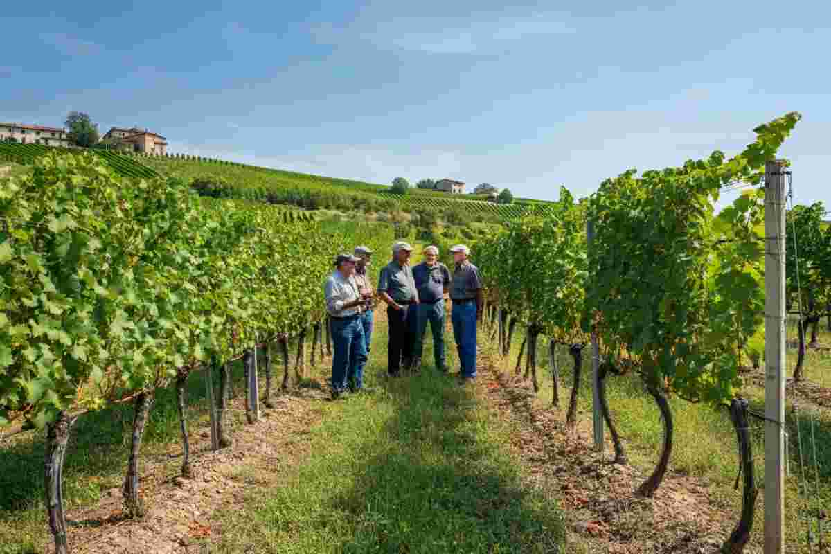 Crisi nell'Oltrepò: il Consorzio Vini si schiera con viticoltori e dipendenti