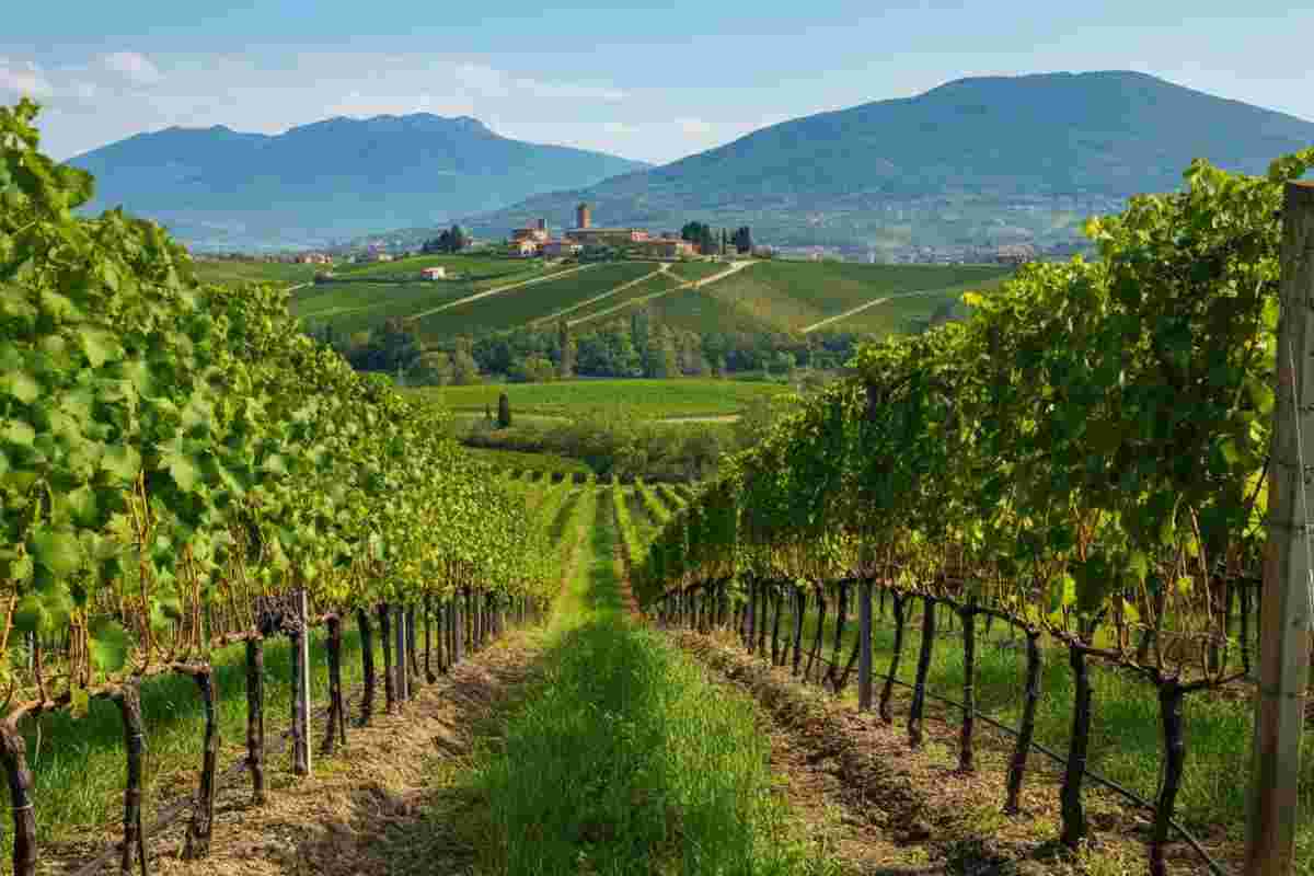 Custodi di vitigni: il progetto premiato dall'OIV che celebra la biodiversità del vino
