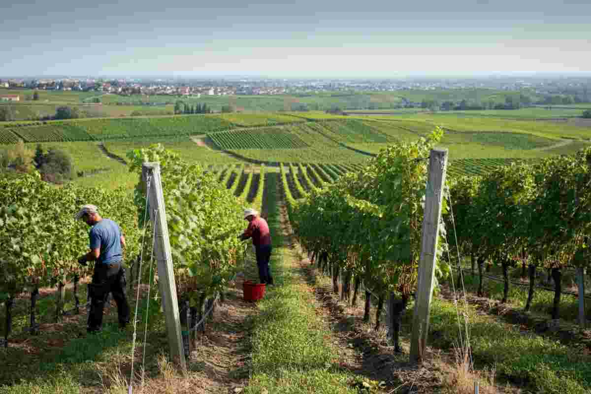 Dazi Usa al 15% sui prodotti Ue: il vino attende il sogno dello zero-for-zero