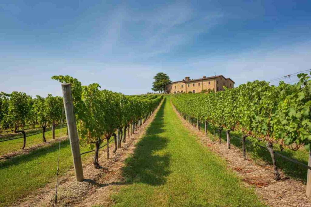 Equilibrio tra tradizione e innovazione: come le aziende agricole under 35 affrontano le sfide future