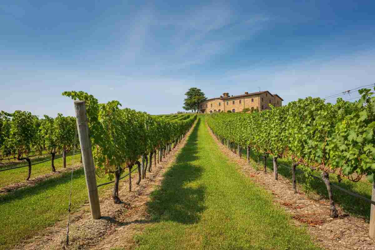 Equilibrio tra tradizione e innovazione: come le aziende familiari del vino affrontano le sfide future