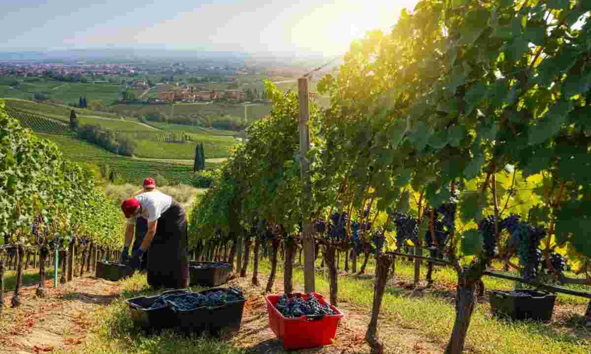 Franciacorta: inizia la vendemmia 2025, un'annata da non perdere