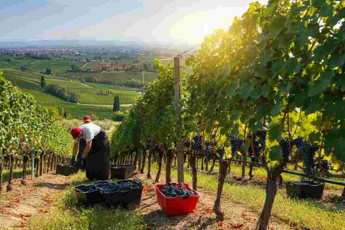 Franciacorta: inizia la vendemmia 2025, un'annata da non perdere