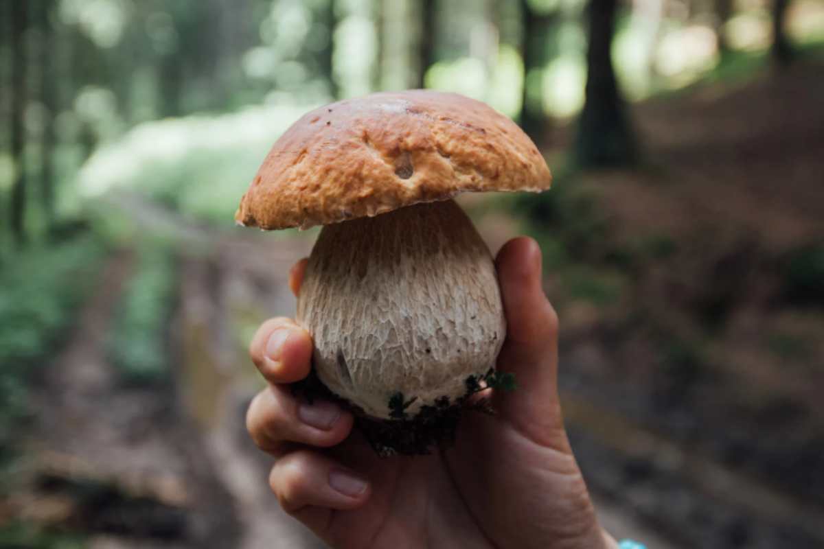 Funghi Porcini