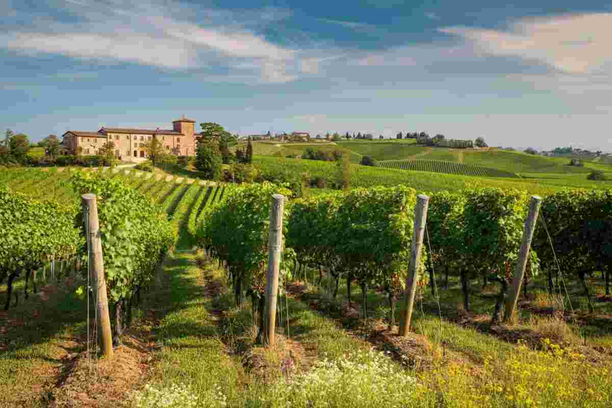 I vini cerniera che uniscono Emilia e Romagna: scopri la storia affascinante di Branchini 1858