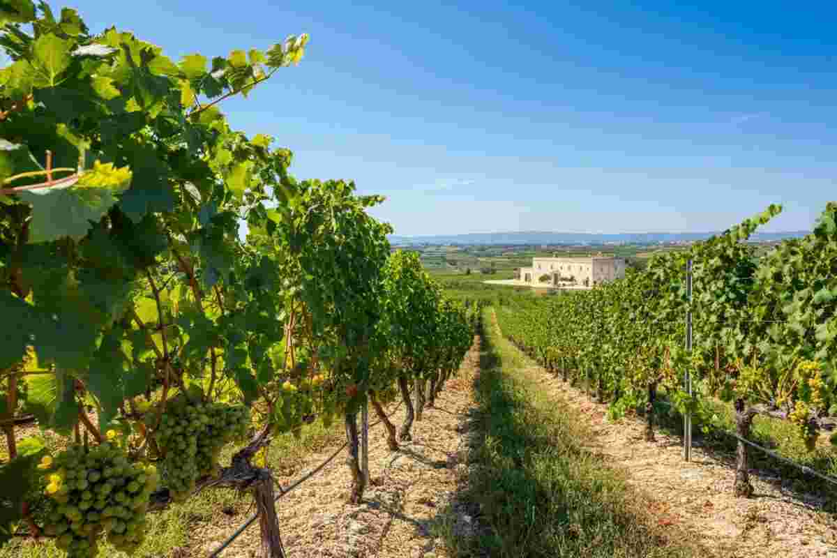 Il Consorzio del Primitivo di Manduria: fermare gli impianti per rilanciare l'export