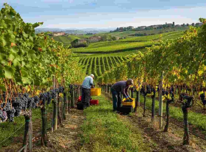 Il Doc delle Venezie risponde al rallentamento del mercato vino: riduzione della resa massima per ettaro
