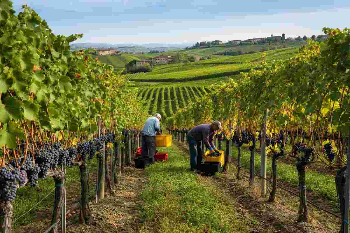 Il Doc delle Venezie risponde al rallentamento del mercato vino: riduzione della resa massima per ettaro