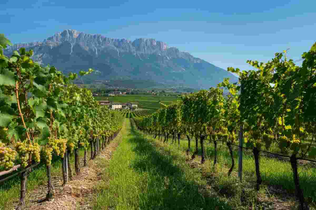 Il bianco resistente di Cerealto: una scoperta a 700 metri d'altitudine