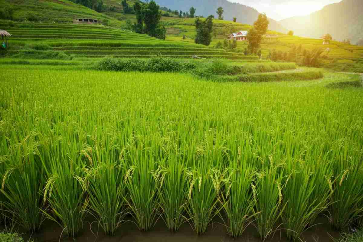 Il potere del riso: come un semplice sorriso unisce il mondo