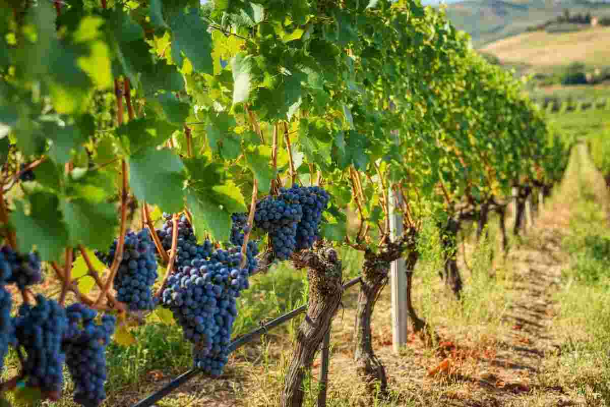 Il ritorno dell'antico vitigno Orisi: Santa Tresa rilancia la tradizione con un nuovo disciplinare