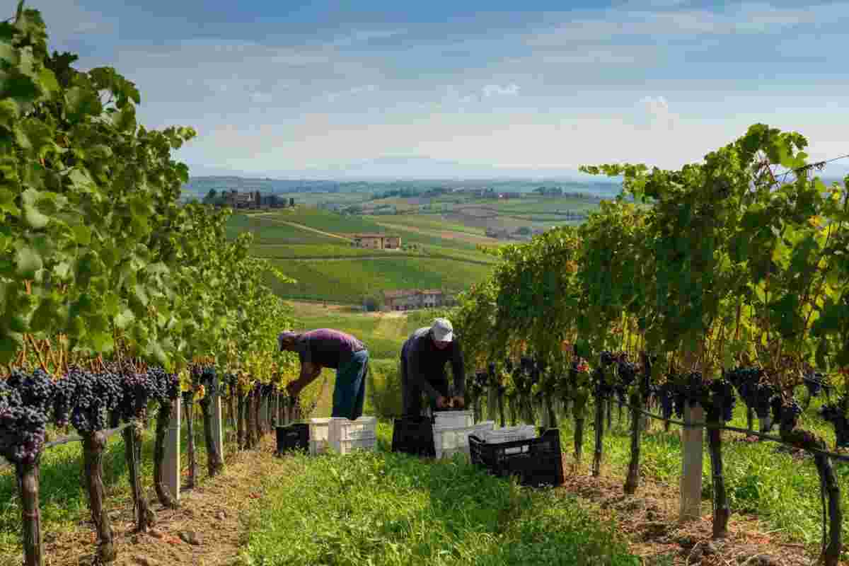 Il vino italiano si reinventa: tavolo di confronto tra Governo e Ministeri per il rilancio del settore