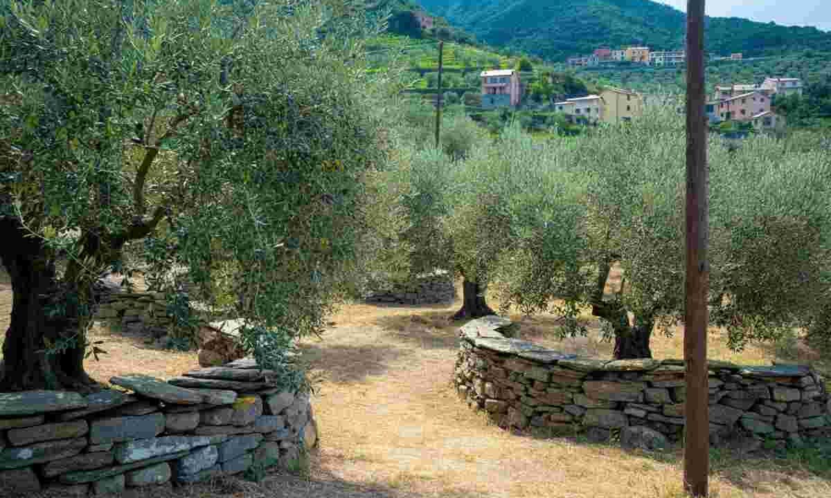 La Liguria festeggia l'olivicoltura eroica con Oliveti Aperti