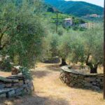 La Liguria festeggia l'olivicoltura eroica con Oliveti Aperti