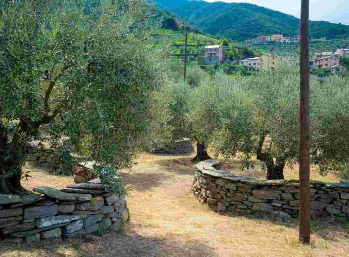 La Liguria festeggia l'olivicoltura eroica con Oliveti Aperti