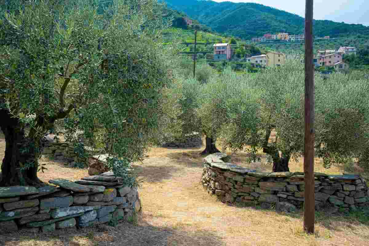 La Liguria festeggia l'olivicoltura eroica con Oliveti Aperti