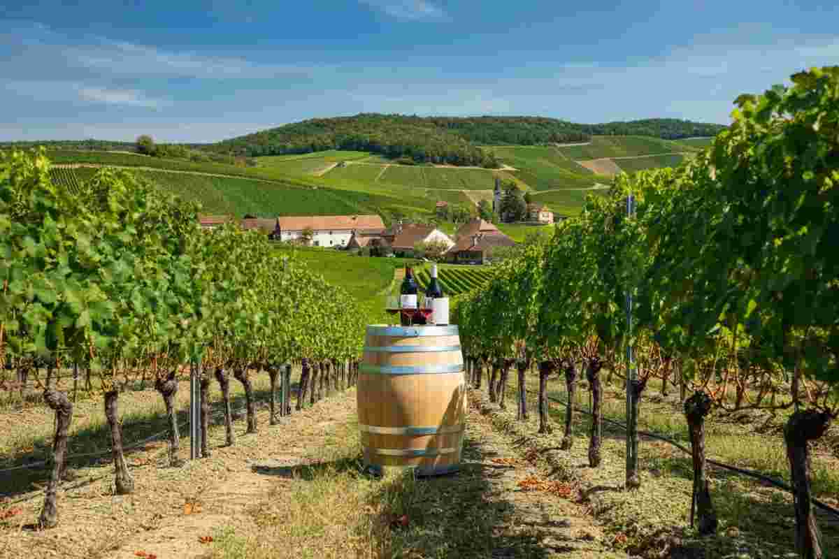 La guerra del vino: Francia e Spagna di nuovo sul campo di battaglia
