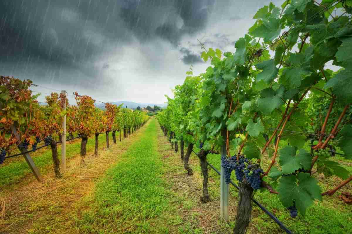 La peronospora metterà a rischio la vendemmia di quest'anno?