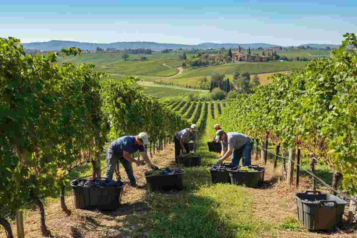 La vendemmia 2018 entra nel futuro con la realtà virtuale