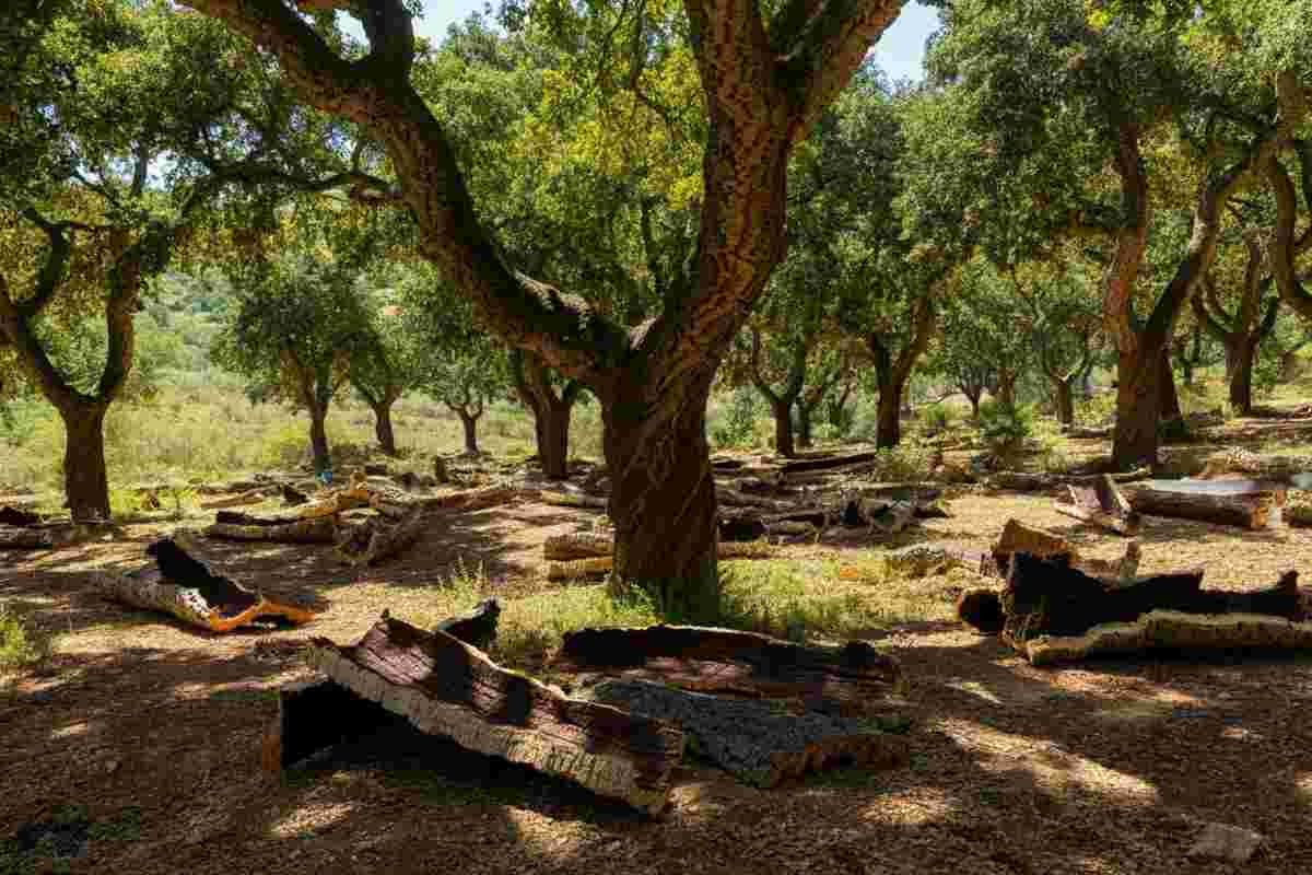 L'agronomia del sughero: un viaggio affascinante dalla foresta alla materia prima