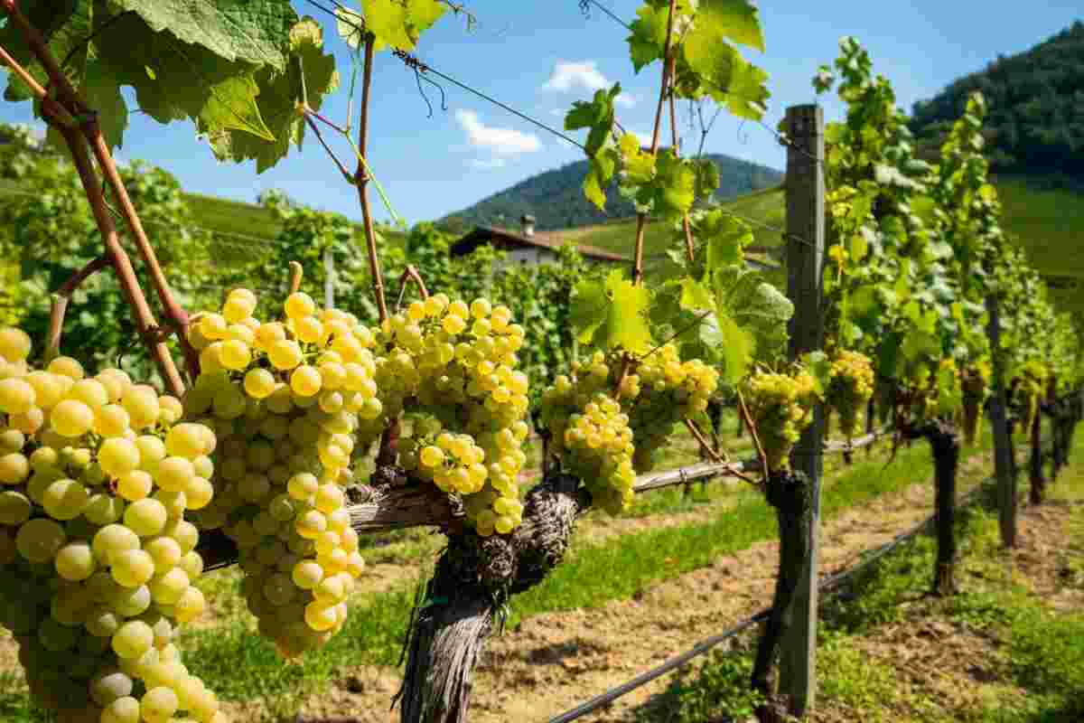 L'haute couture del vino: scopri Nama 2018 di Nals Margreid