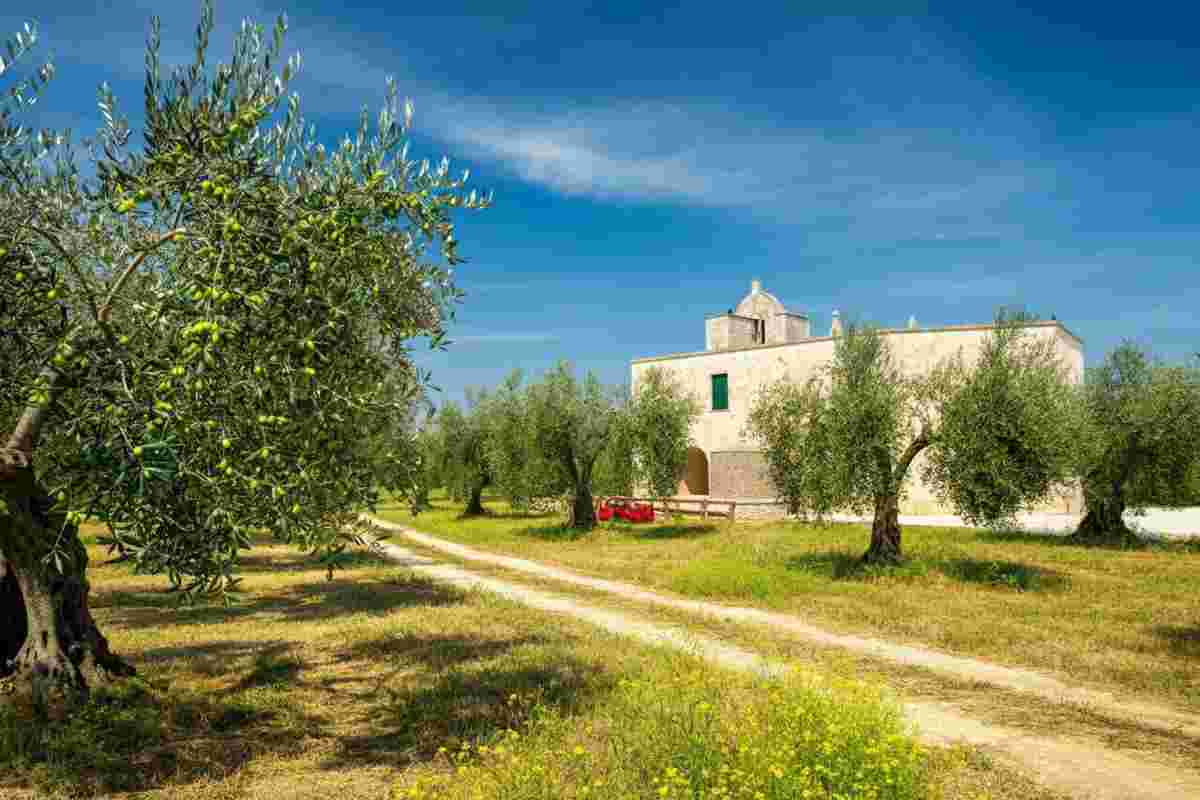 Mastro d’Oro 2025: il miglior olio evo di Sannicandro (BA) sorprende tutti