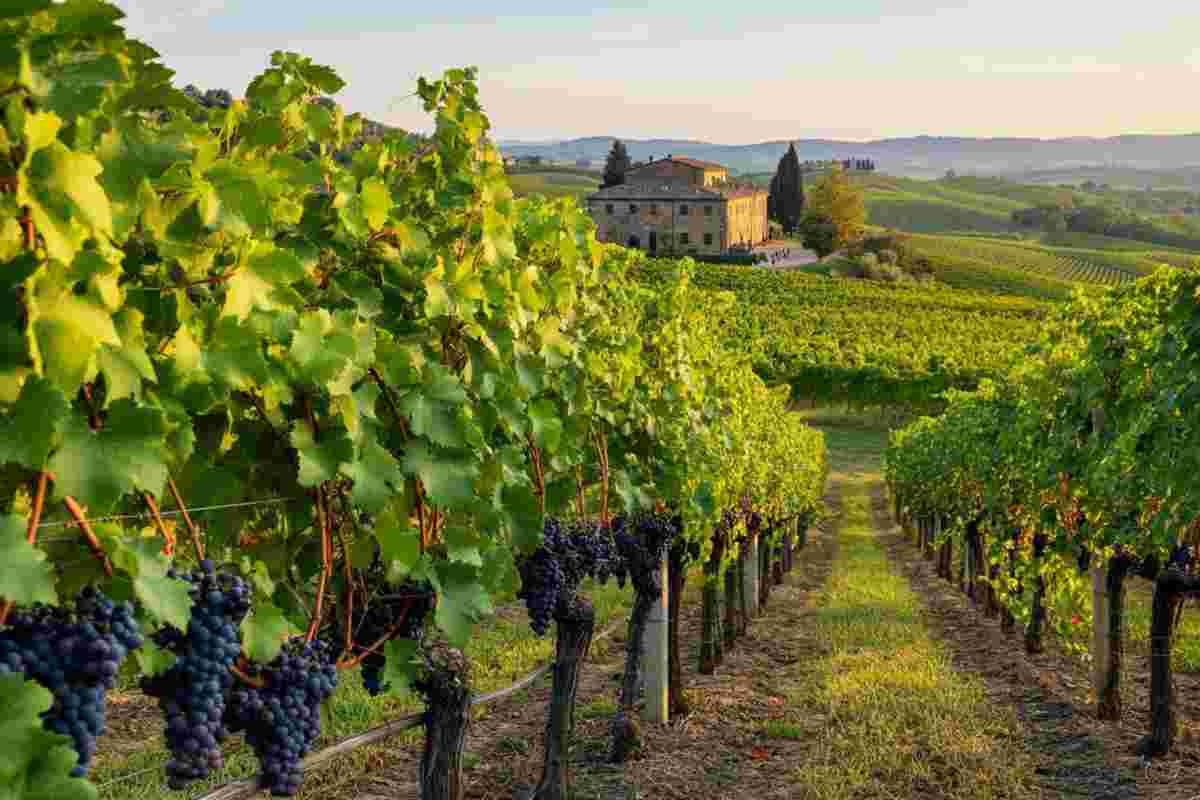 Prosecco in crescita: il mercato delle bollicine italiane si confronta con un calo dell'export