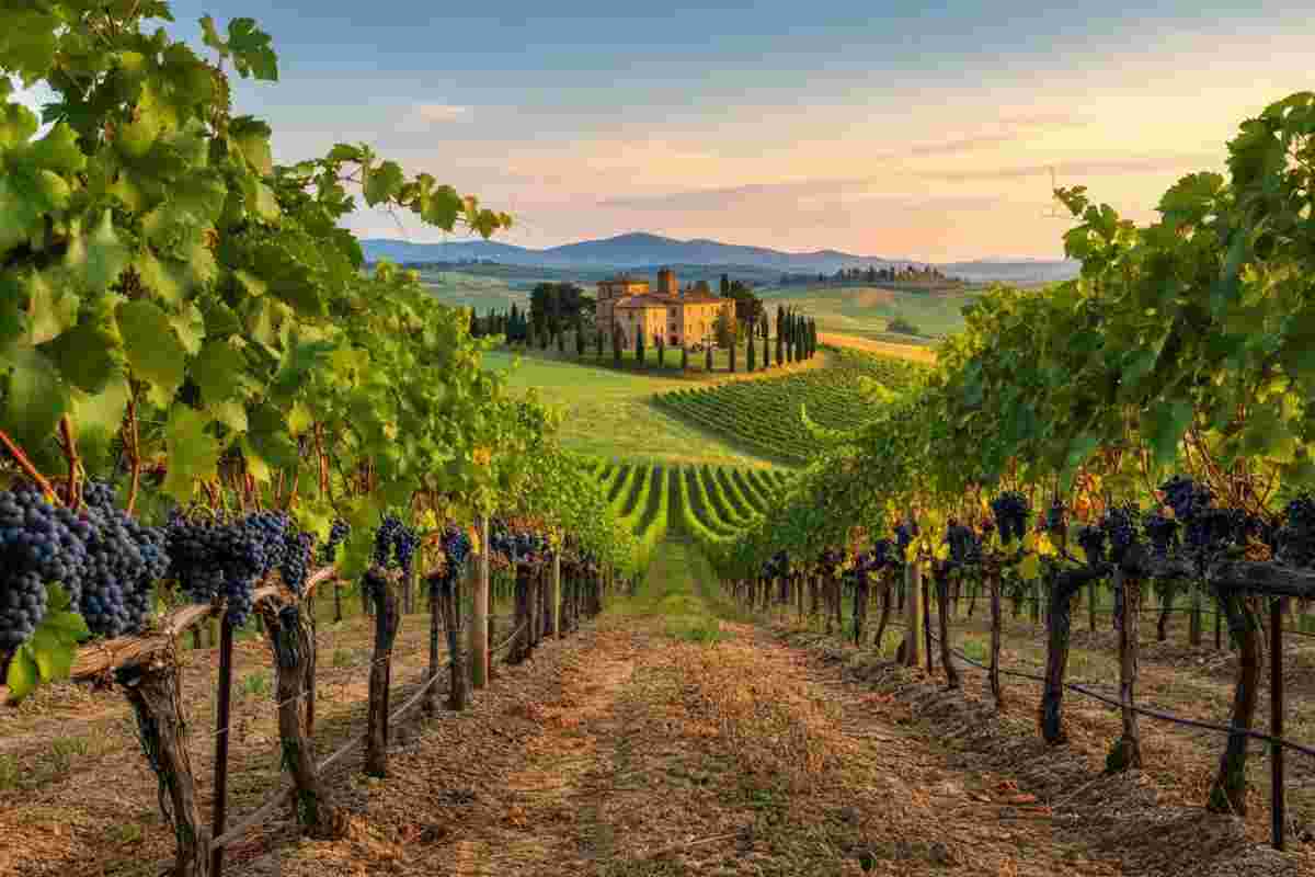 Rinascita e tradizione: il viaggio di Tenuta Romignano nel mondo del vino toscano