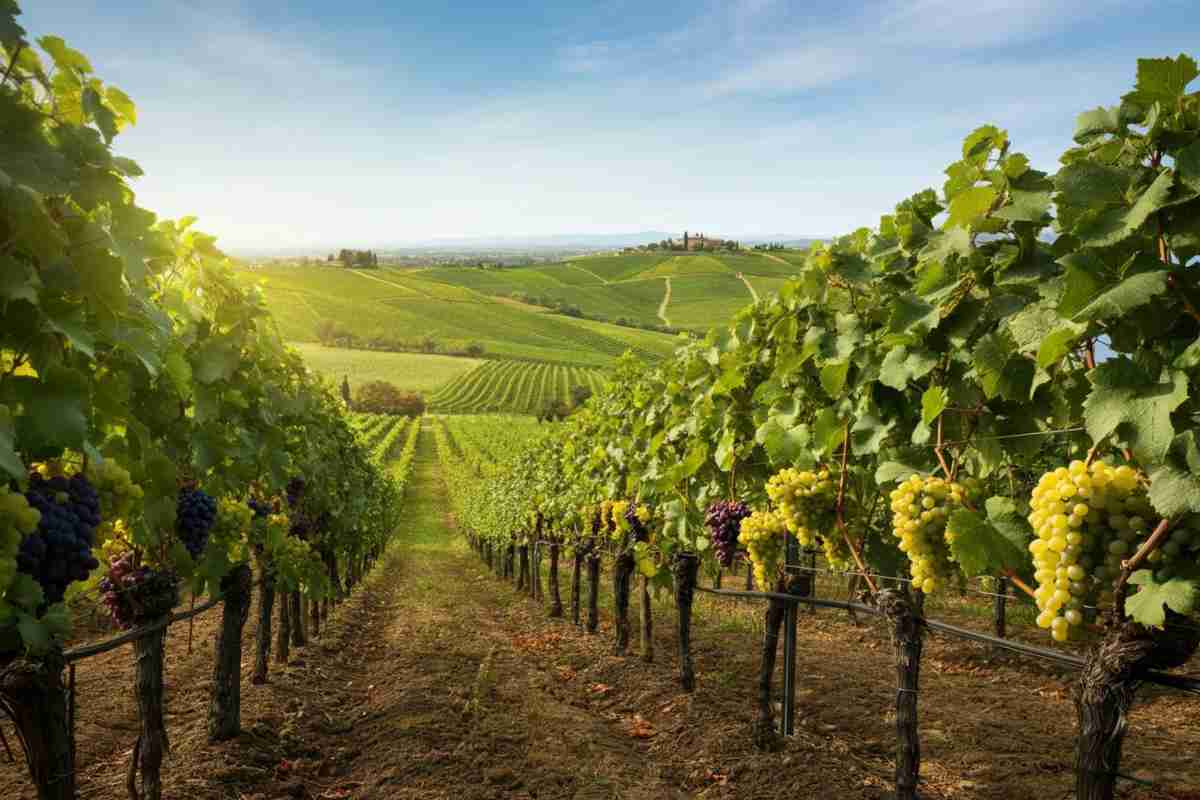 Sandro Bottega svela in anteprima la vendemmia 2025