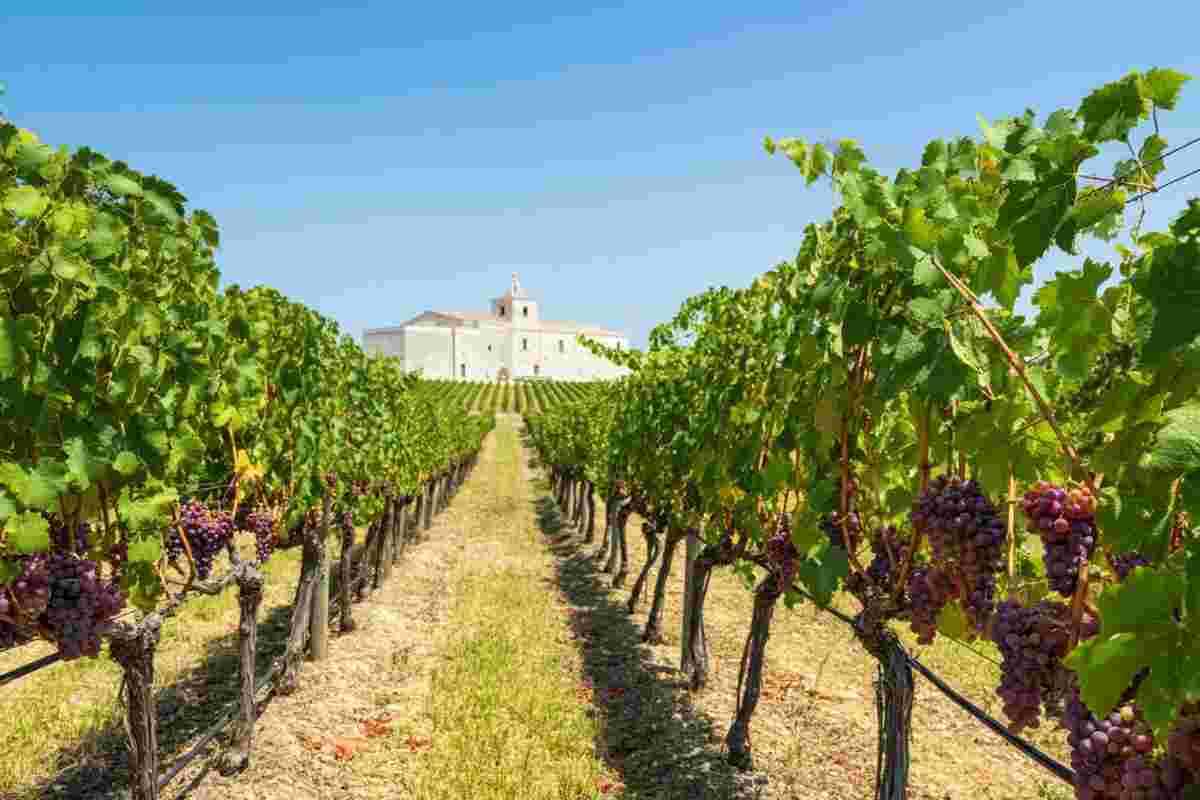 Scopri i migliori vini rosati d'Italia al Concorso Enologico Nazionale