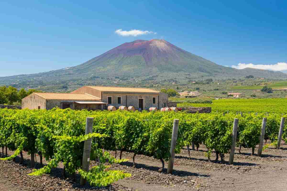 Scopri i tesori vinicoli dell'Etna con le esperienze uniche di Tenuta Monte Serra