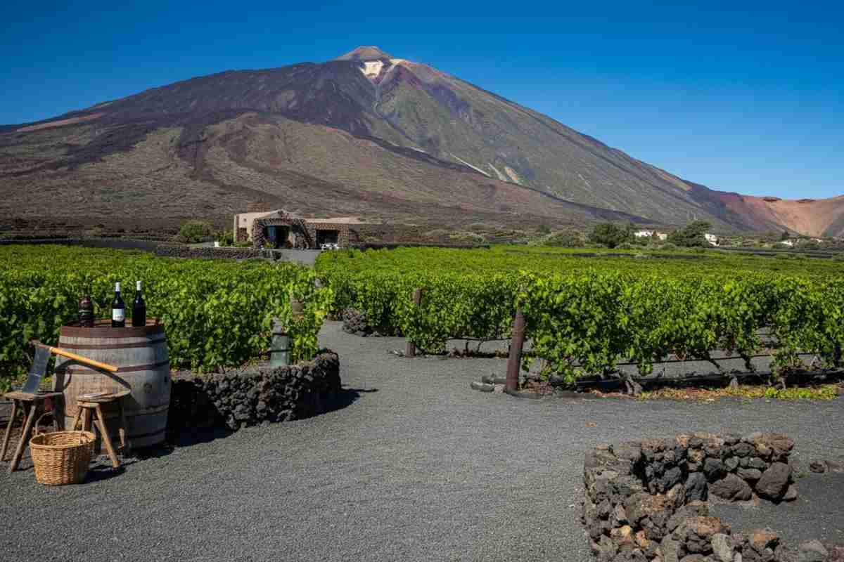 Scopri i vini dell'Etna con le esclusive esperienze di Tenuta Monte Serra