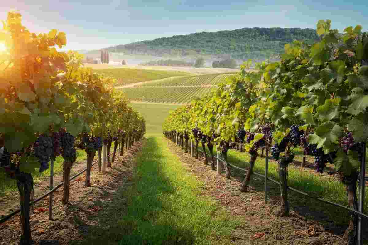 Scopri i vitigni resistenti di Piwi Italia e il futuro del vino sostenibile