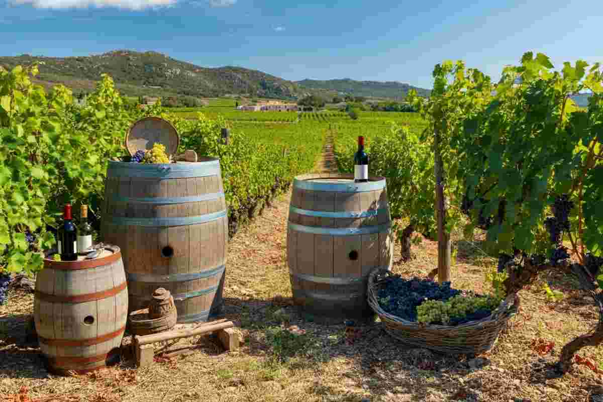Scopri il concorso che celebra il vino e la Sardegna
