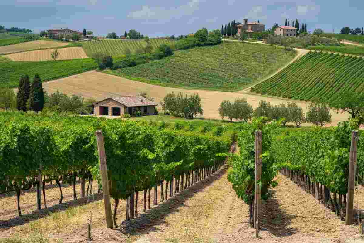 Scopri il rosé Poggio ai Prati: un viaggio nel cuore delle Marche in ogni sorso