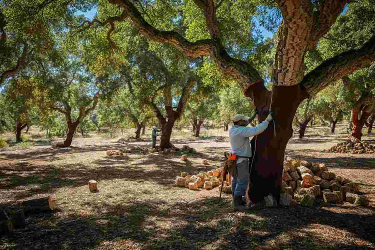 Scopri il viaggio del sughero: dall'albero alla tua vita quotidiana