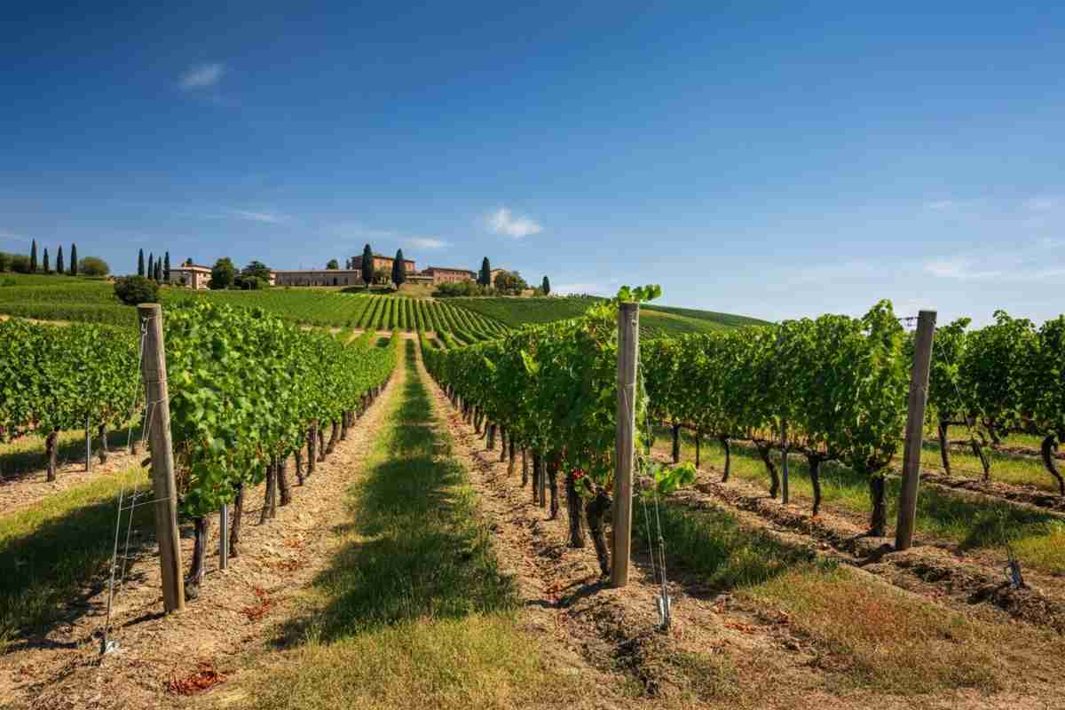 Scopri la nuova guida dei The WineHunter Award 2025: un viaggio nel mondo del vino