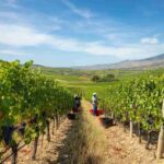 Sicilia 2025: una vendemmia che promette qualità e segni di rinascita