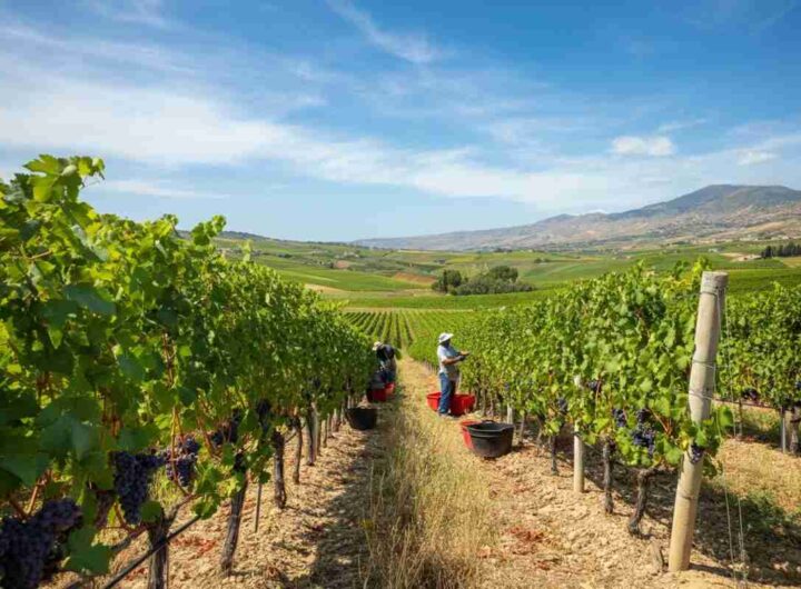 Sicilia 2025: una vendemmia che promette qualità e segni di rinascita