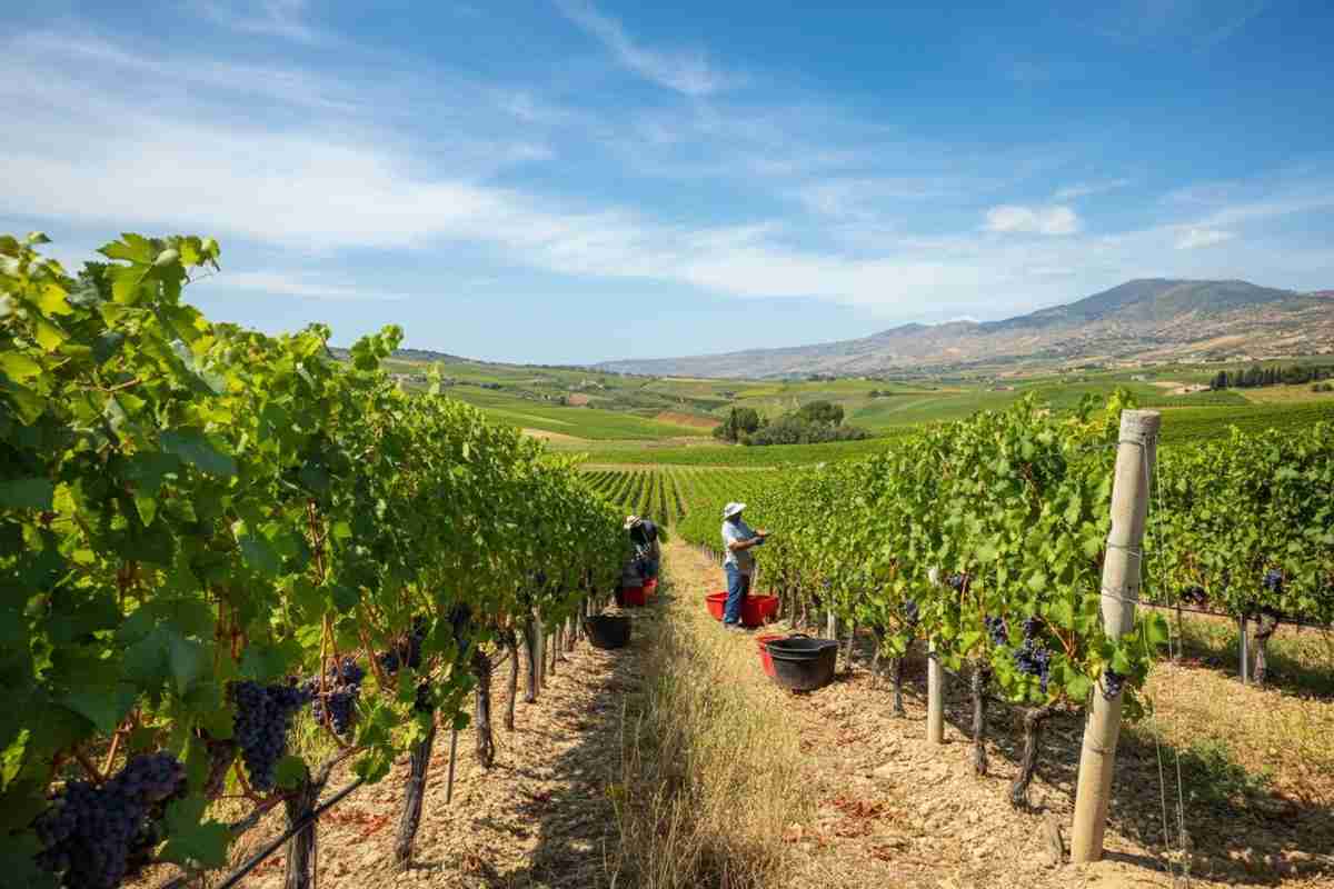 Sicilia 2025: una vendemmia che promette qualità e segni di rinascita