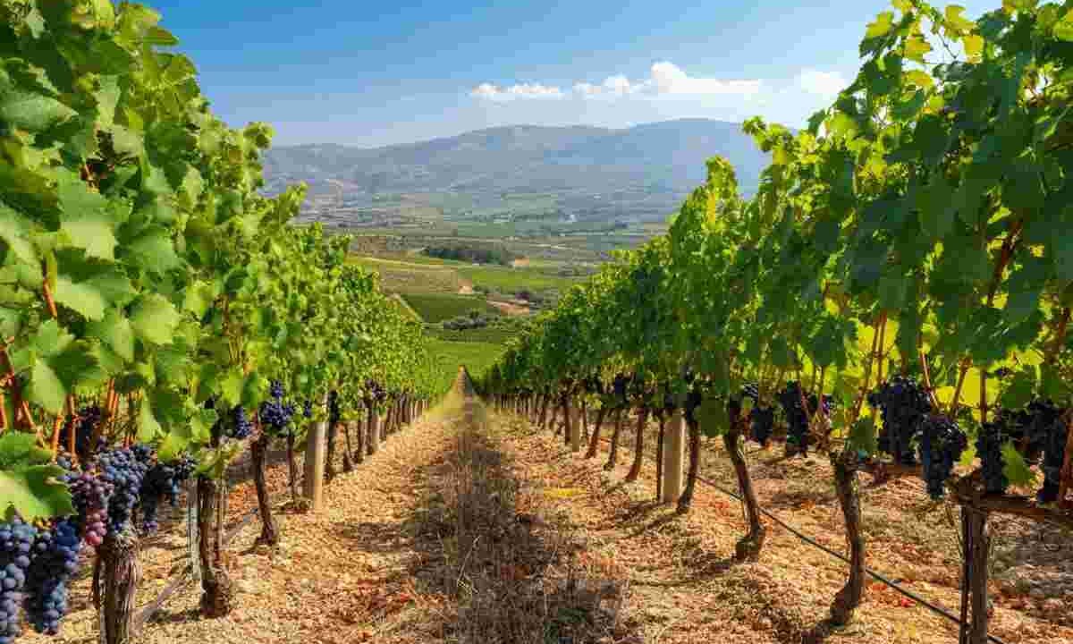Sicilia 2025: vendemmia in ripresa con qualità straordinaria