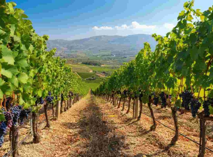 Sicilia 2025: vendemmia in ripresa con qualità straordinaria