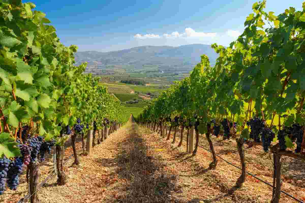 Sicilia 2025: vendemmia in ripresa con qualità straordinaria