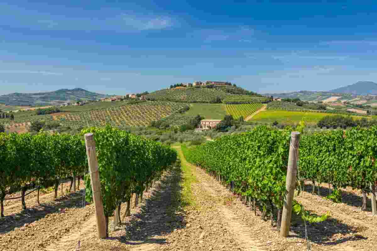 Sicilia celebra il Catarratto: nasce ARCA, l'associazione regionale dedicata al vino